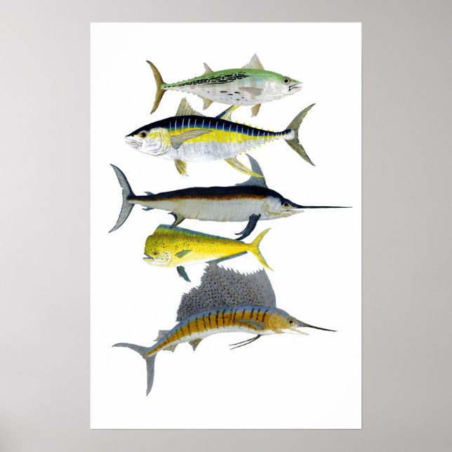 Poster de arte Gamefish Saltwater (Frente)
