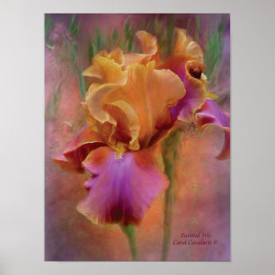 Poster de arte Iris pintado/Imprimir
