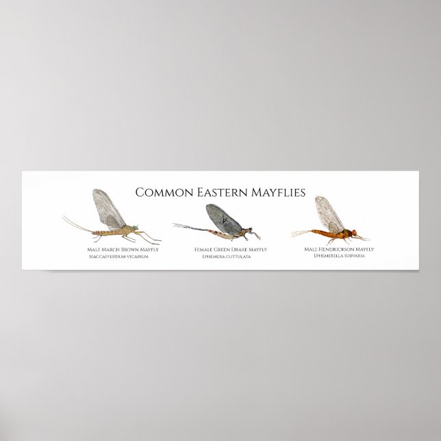 Poster de arte Mayfly de la Costa Este (Frente)