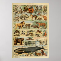 Poster de arte mural francés de arte animal vintag