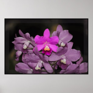 Poster de Arte Orquídea de Cannizaro -60x40- o men