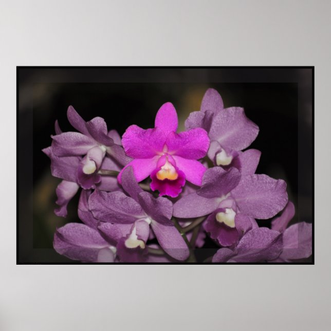 Poster de Arte Orquídea de Cannizaro -60x40- o men (Frente)