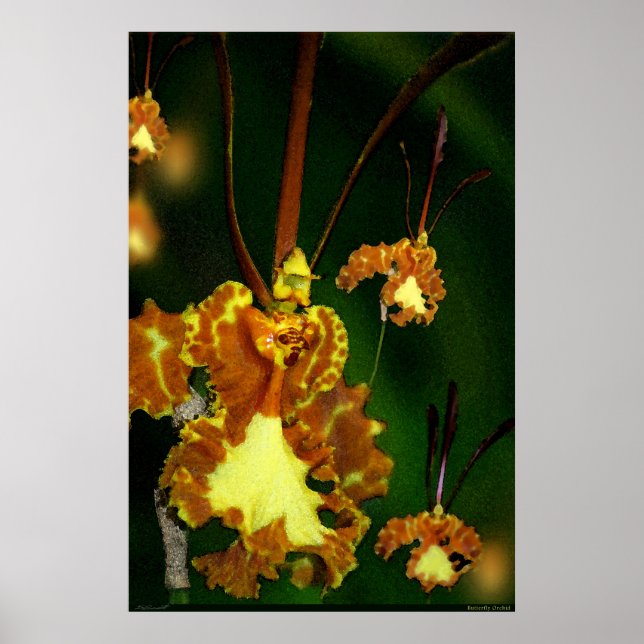 Poster de Arte Orquídea Mariposa -24x36 -otros tam (Frente)