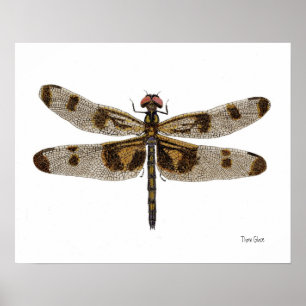 Poster de arte Pennant Dragonfly con bandas
