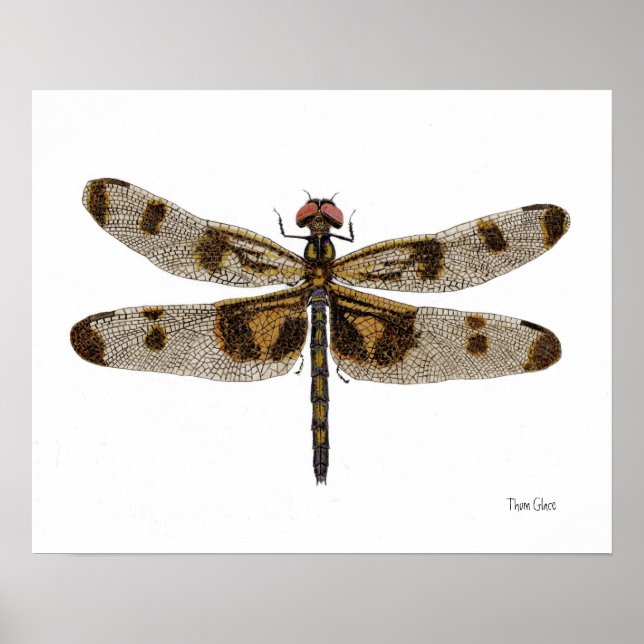 Poster de arte Pennant Dragonfly con bandas (Frente)