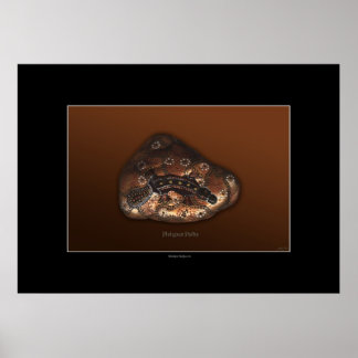 POSTER de arte PLATYPUS PATHS