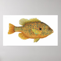 Poster de arte Sunfish de semillas de calabaza