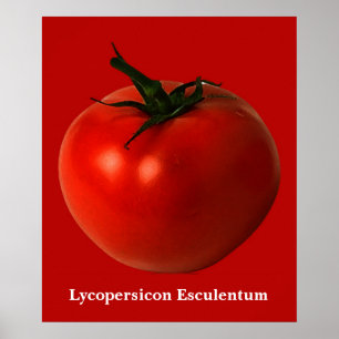 poster de arte tomate