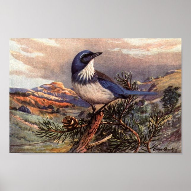 Poster de arte Vintage Western Scrub-Jay (Frente)