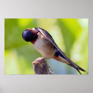Póster de aseo de golondrina común
