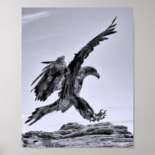 Póster de aterrizaje de águila calva juvenil