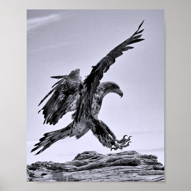 Póster de aterrizaje de águila calva juvenil (Frente)