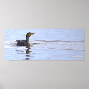 Póster de ave cormorán de doble cresta