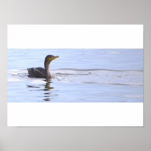 Póster de ave cormorán de doble cresta