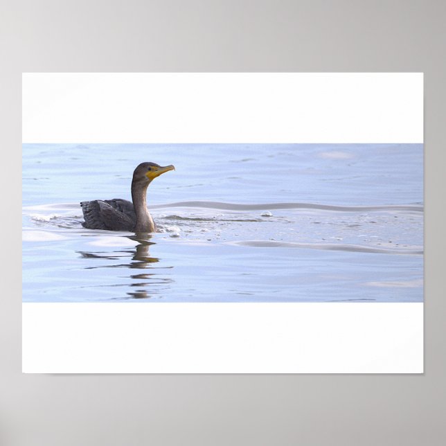 Póster de ave cormorán de doble cresta (Frente)