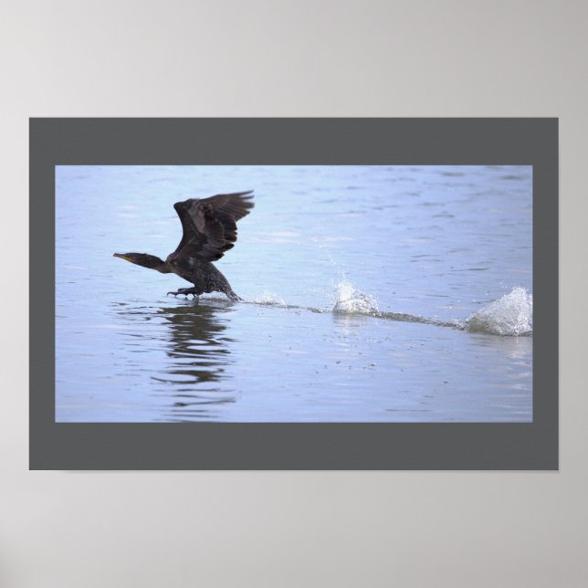 Póster de ave cormorán de doble cresta (Frente)
