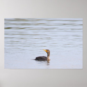 Póster de ave cormorán de doble cresta