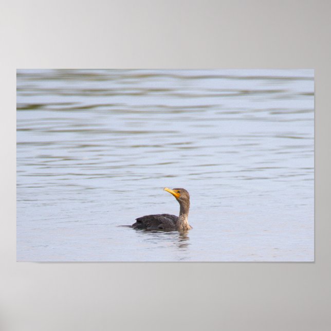 Póster de ave cormorán de doble cresta (Frente)