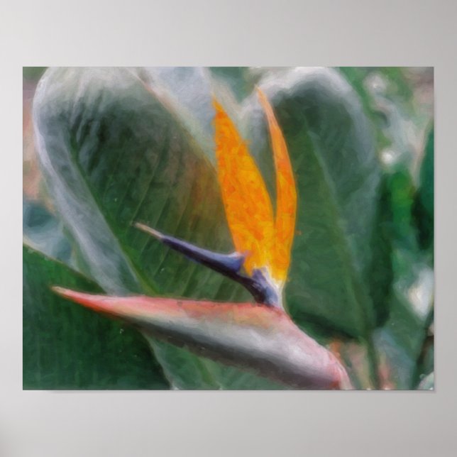 Póster de Ave del Paraíso Tropical Hawaiano (Frente)