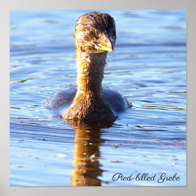 Póster de ave Podilymbus podiceps (Frente)