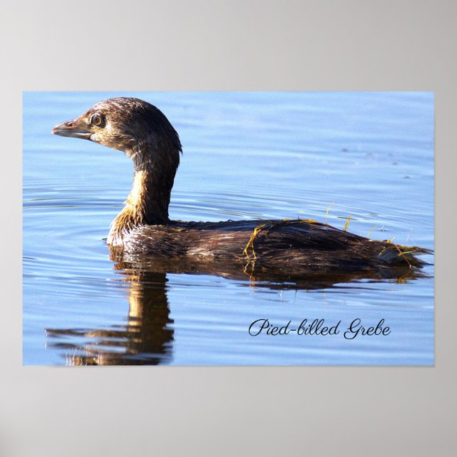 Póster de ave Podilymbus podiceps (Frente)