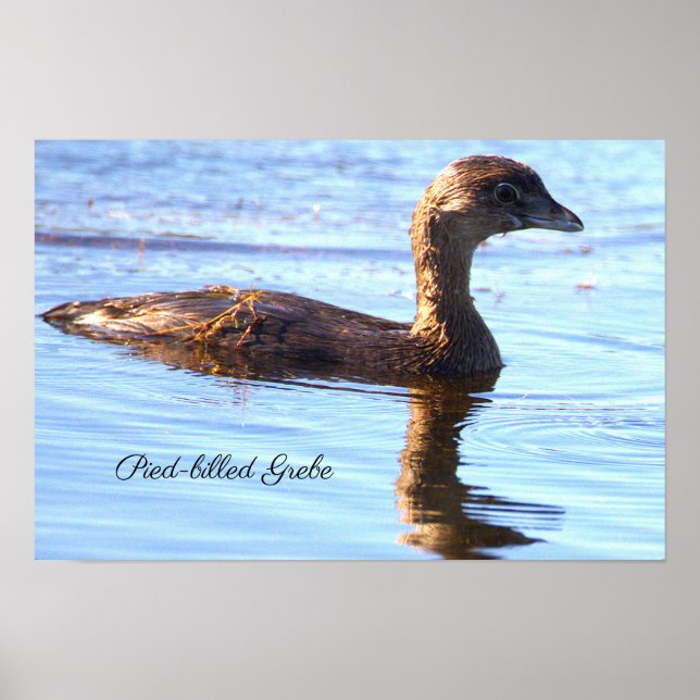 Póster de ave Podilymbus podiceps (Frente)