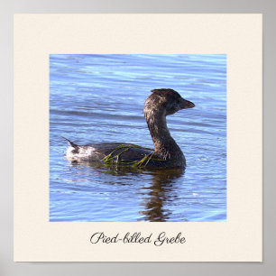Póster de ave Podilymbus podiceps