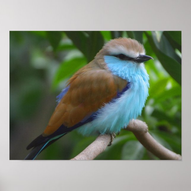 Póster de ave Roller cola de raqueta azul DESDE 14 (Frente)