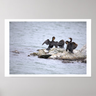 Póster de aves cormoranes en paisaje acuático