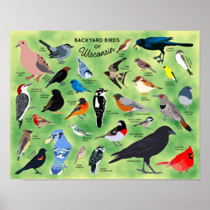 Póster de Aves de Patio de Wisconsin