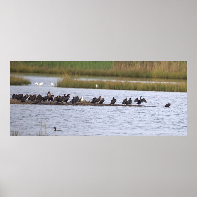 Póster de Aves en el Refugio (Frente)