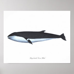 Poster de ballenas imprimió 16 decoraciones náutic