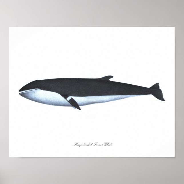 Poster de ballenas imprimió 16 decoraciones náutic (Frente)