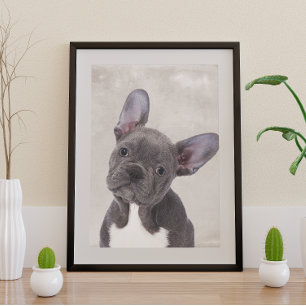 Poster de Boston Terrier