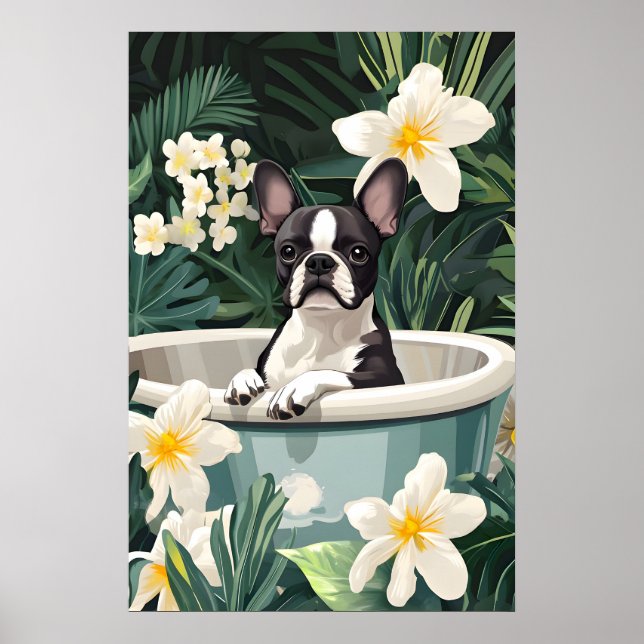 Póster de Boston Terrier en bañera, Perro divertid (Frente)