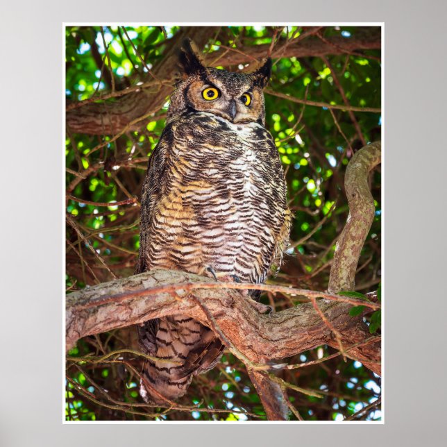 Póster de Búho de Cuerno Grande | Arte de Aves Sil (Frente)