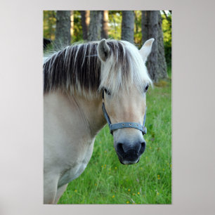 Póster de caballo Fjord Noruego