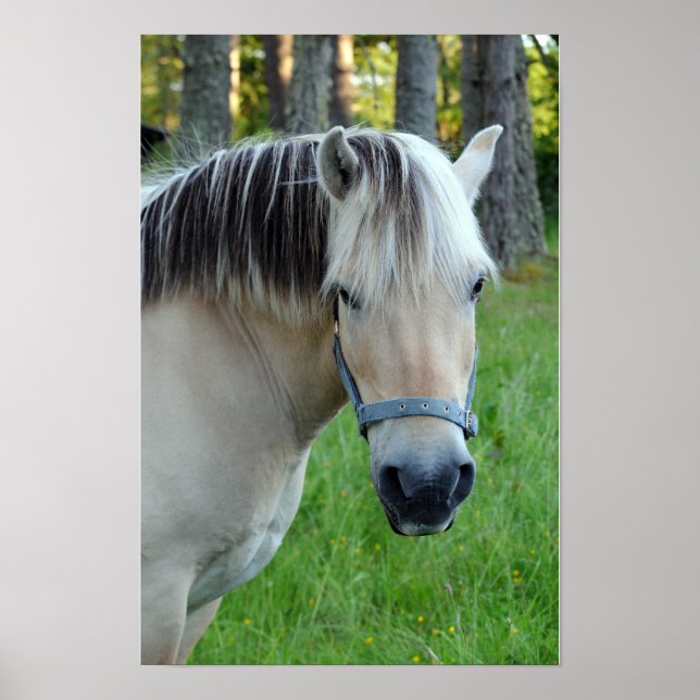 Póster de caballo Fjord Noruego (Frente)