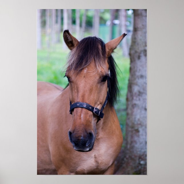 Póster de caballo Fjord Noruego (Frente)