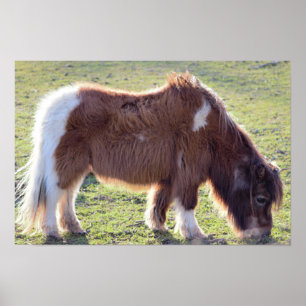Póster de caballo miniatura