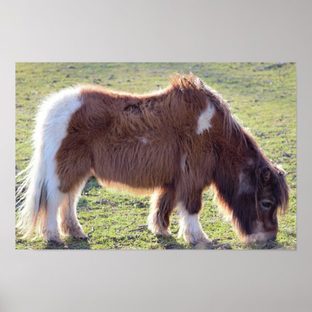 Póster de caballo miniatura (Frente)