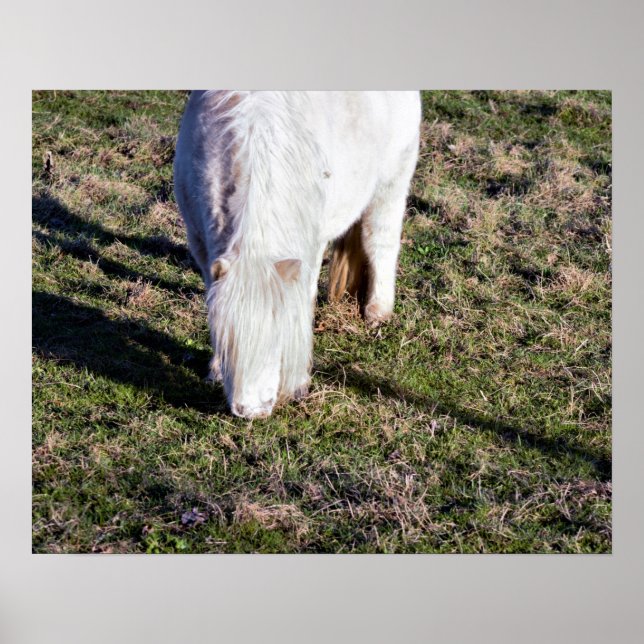 Póster de caballo miniatura (Frente)