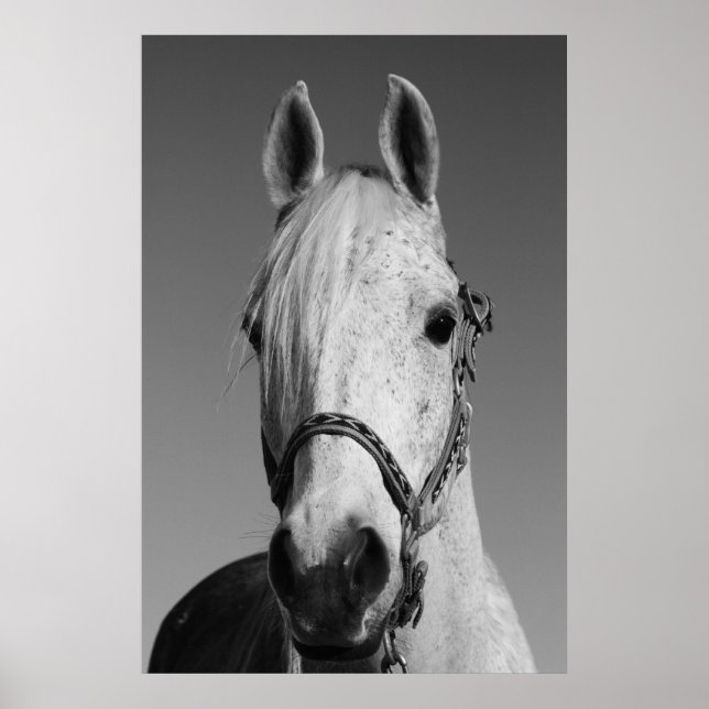 Poster de caballos blancos, impresión (Frente)