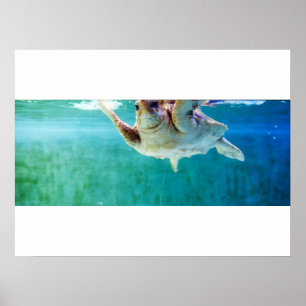 Póster de Cabeza de Logarto #5