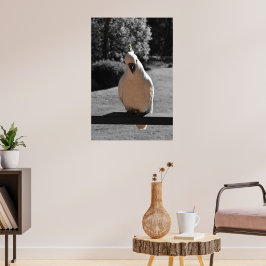 Póster de cacatúa crestada de azufre curioso