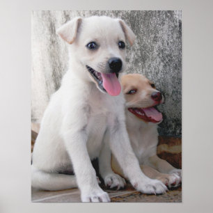 Póster de cachorro blanco adorable
