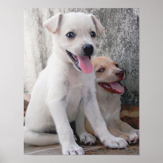Póster de cachorro blanco adorable (Frente)