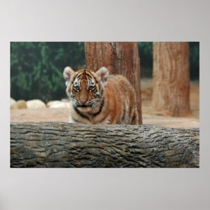 Póster de cachorro de tigre