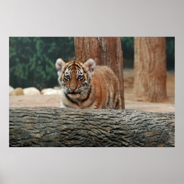 Póster de cachorro de tigre (Frente)