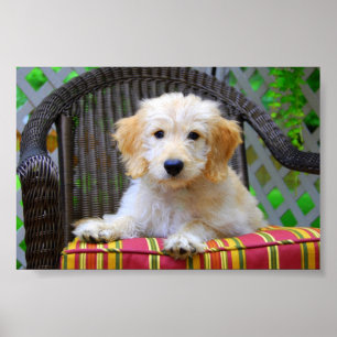 Póster de cachorro Golden Doodle